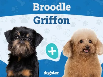 Broodle Griffon (Brussels Griffon & Poodle Mix): Info, Pictures, Care & Traits