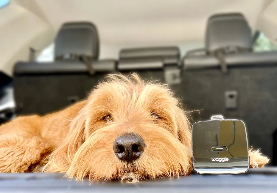 Waggle Pet Monitor Pro+ - micah with monitor in car