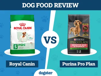Royal Canin vs. Purina Pro Plan Dog Food: 2026 Comparison, Pros & Cons