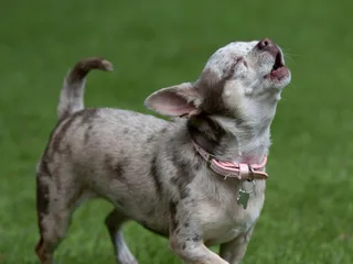 11 Breeds of Dogs That Sing: Info, Pictures & History