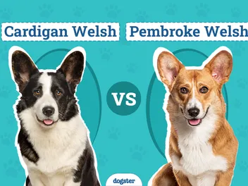 Cardigan Welsh vs Pembroke Welsh Corgi: Vet-Reviewed Differences (With Pictures)