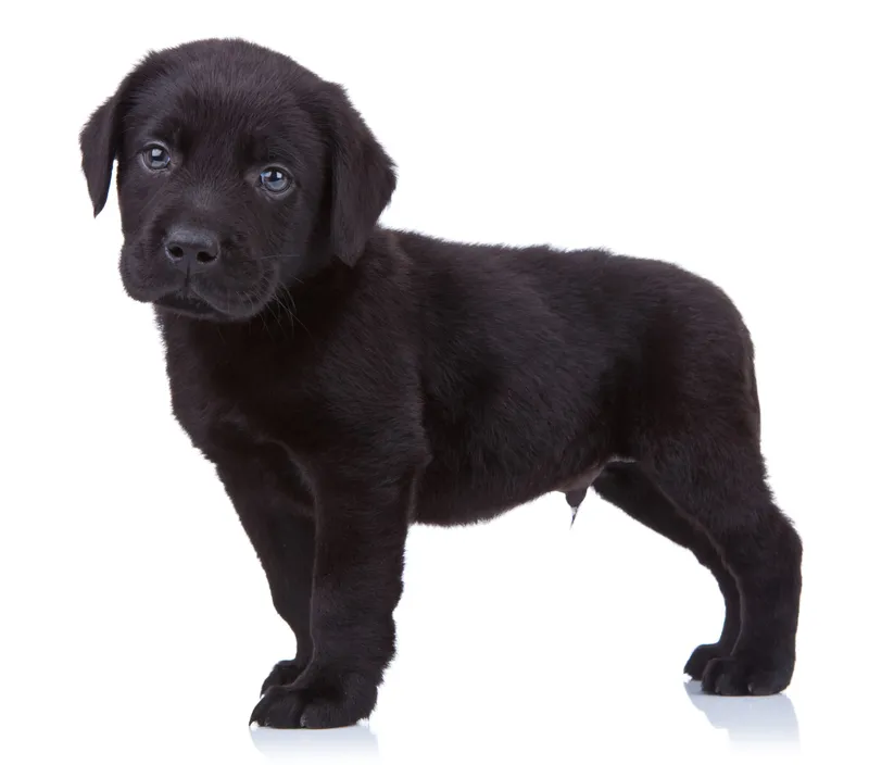 black labrador retriever puppy in white background