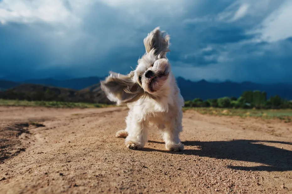 Shih Tzu shaking head vigorously