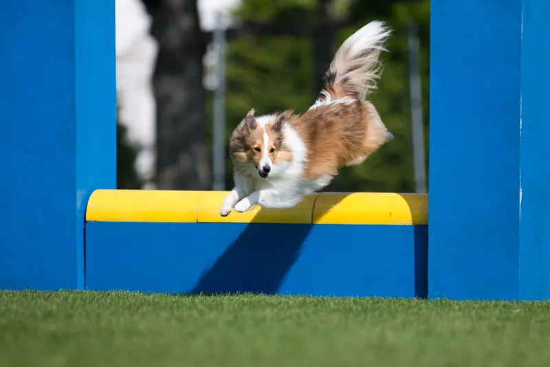 brindle sable sheltie on a show