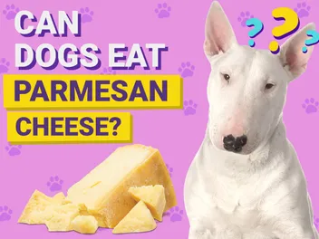 Can Dogs Eat Parmesan Cheese? Vet-Verified Facts, Risks & FAQ