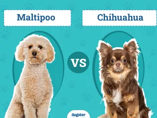 Maltipoo vs. Chihuahua: What’s the Difference? (With Pictures)