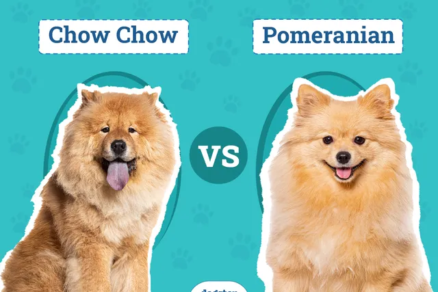 Chow Chow vs. Pomeranian: The Differences (With Pictures)
