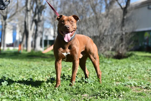How Much Exercise Does a Pit Bull Need? Average Requirements & Energy Levels Explained