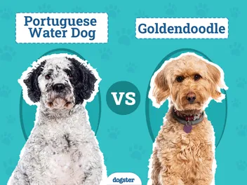 Portuguese Water Dog vs Goldendoodle: Key Differences (With Pictures)