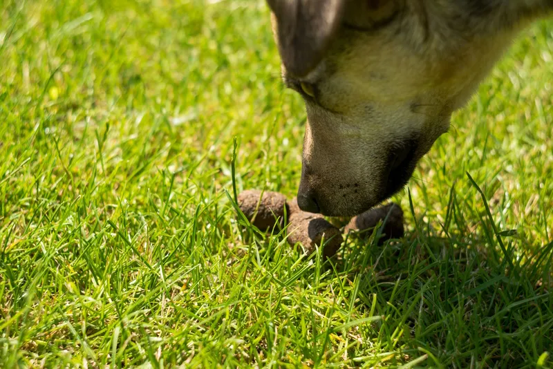 dog-sniffing-poop