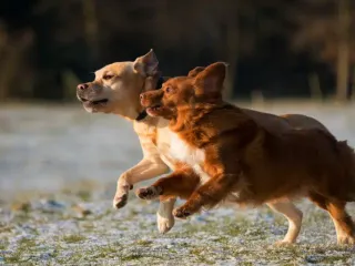 What Is a Digitigrade? Vet-Reviewed Science of How Pets Walk