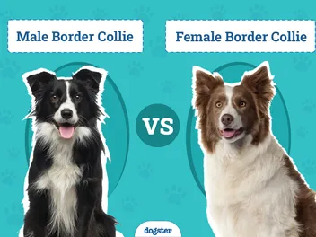 Male vs Female Border Collies: Vet-Reviewed Differences (With Pictures)