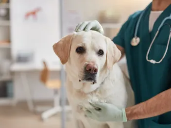 Glucosamine for Dogs: Our Vet Explains the Usage, Dosage, Side Effects & FAQ