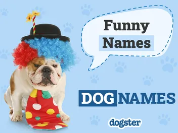 150+ Funny Dog Names: Hilarious Ideas for Dogs, Puppies, & Pets