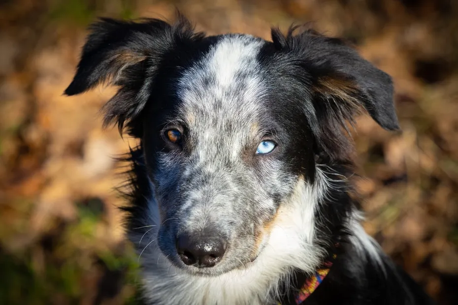 border-collie-with-heterochromia_Tattiliana_Shutterstock.jpg December 3, 2