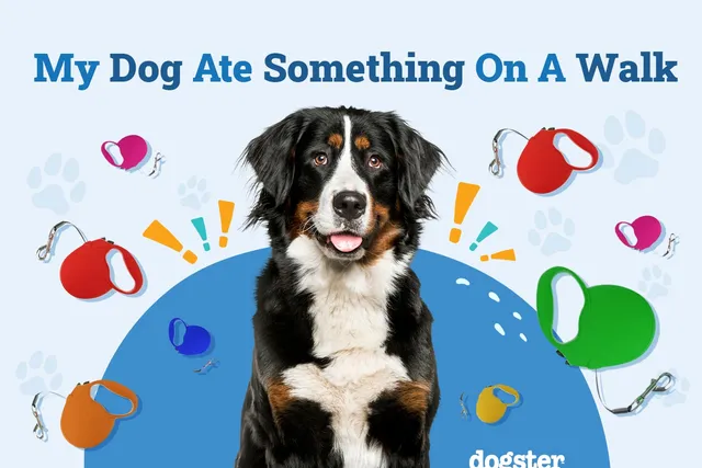 My Dog Ate Something On a Walk: What to Do (Vet-Approved Tips)