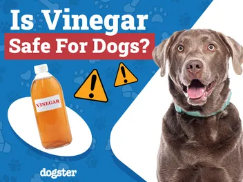Is Vinegar Safe for Dogs When Used for Cleaning? Vet-Verified Facts & Benefits