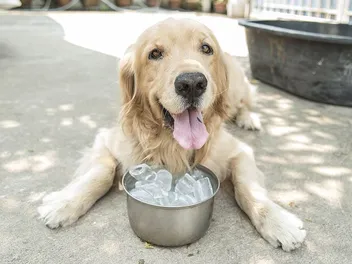 Why Do Dogs Like Ice? 5 Vet-Approved Reasons