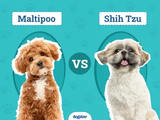Maltipoo vs Shih Tzu: The Differences (With Pictures)