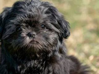 Black Shih Tzu: Info, Pictures, Origin & History