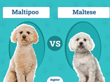 Maltipoo vs. Maltese: What’s the Difference? (With Pictures)