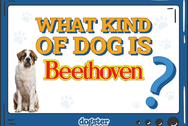 What Kind of Dog Is Beethoven? Facts & Behind-the-Scenes