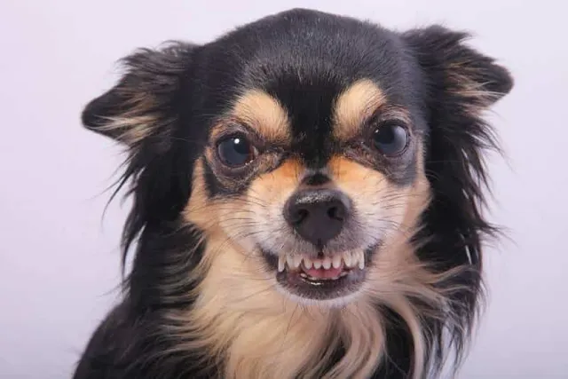 Does Your Dog Get Hangry? Vet-Verified Facts & What to Do
