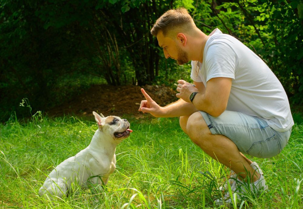 man training a french bulldog outdoors
