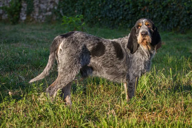 Griffon Bleu de Gascogne Dog Breed: Info, Pictures, Traits & Care