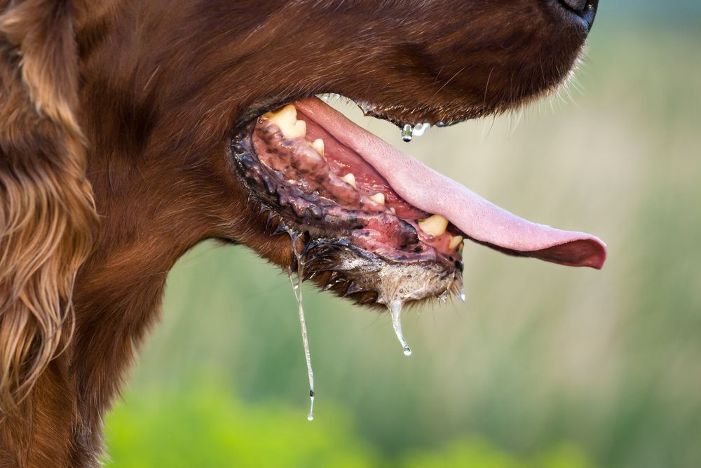 Drooling-dog-panting-and-foaming