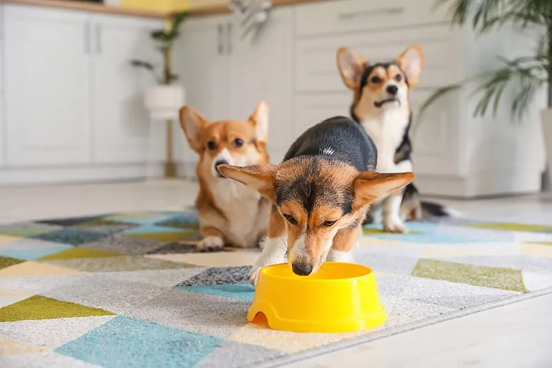 corgi drinking water from plastic bowl