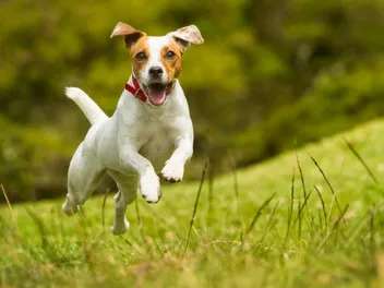 15 Most Energetic Dog Breeds: With Vet-Verified Info & Pictures