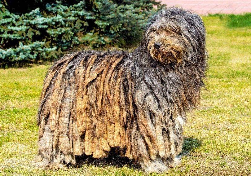Bergamasco Shepherd standing in the field