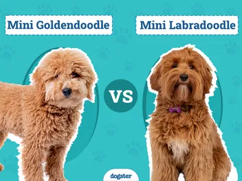 Mini Goldendoodle vs Mini Labradoodle: Differences Explained (With Pictures)