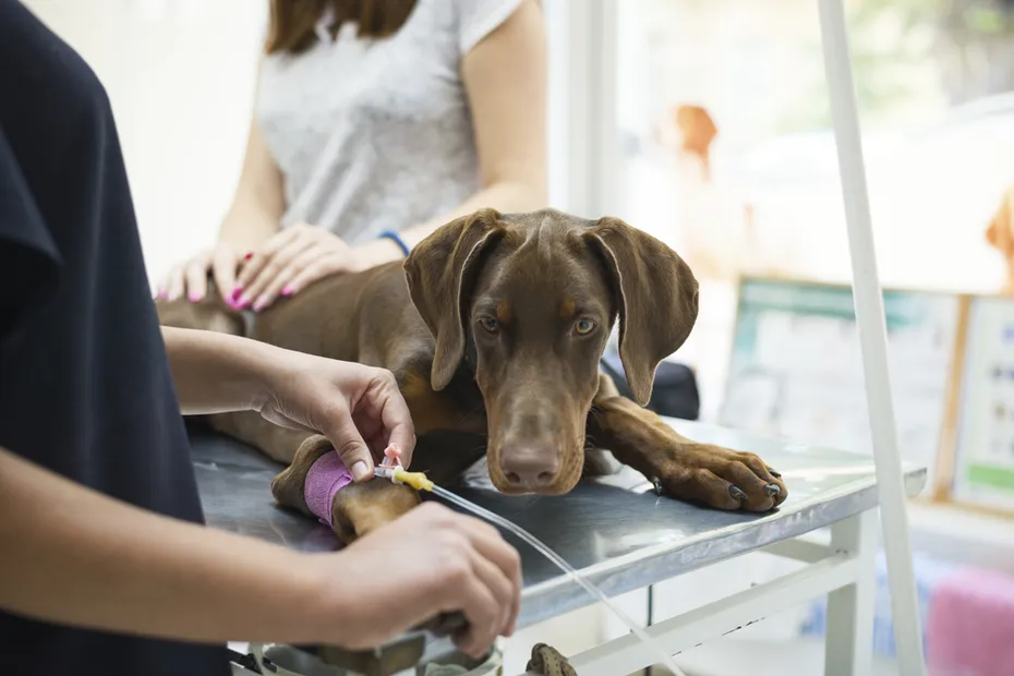 doberman puppy lying on a veterinary table and gets an infusion