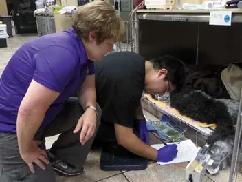 We Go Behind the Scenes at an Emergency Vet Hospital