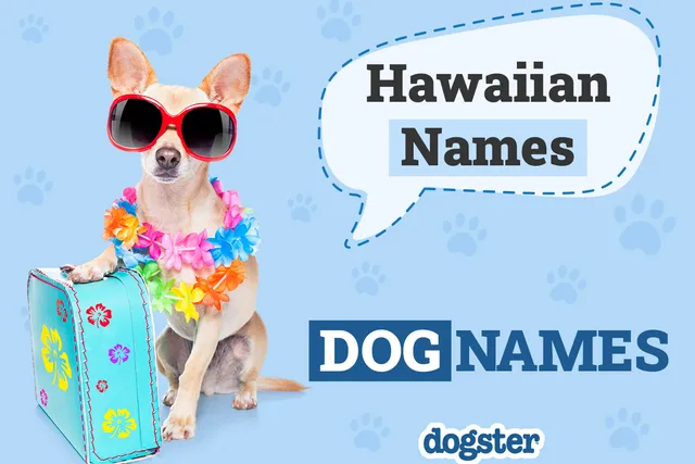 140 Hawaiian Dog Names for Relaxed Island Pups