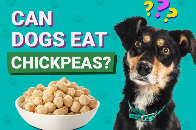 Can Dogs Eat Chickpeas? Vet-Verified Nutrition Facts & FAQ