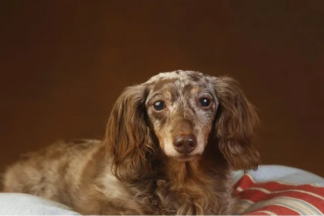 Double Dapple Dachshund: Info, Pictures, Origin & History