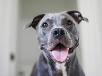 Do Pitbulls’ Jaws Lock When They Bite? Vet-Verified Facts & FAQ
