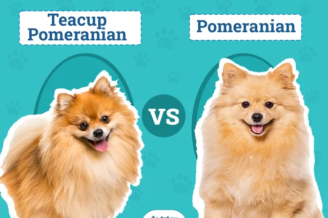 Teacup Pomeranian vs. Pomeranian: The Differences (With Pictures)