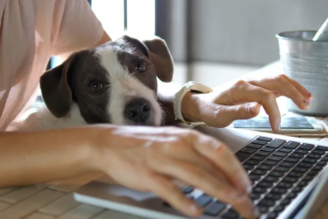 15 Dog-Friendly Companies to Work for in 2026