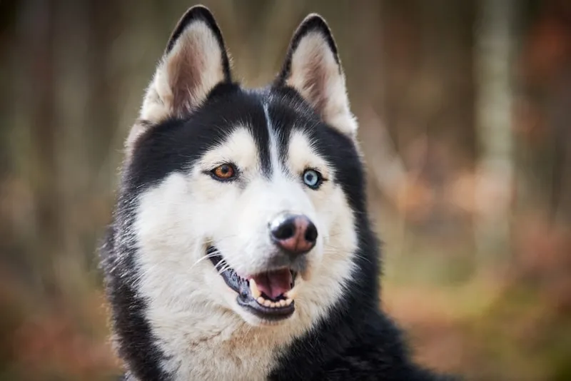 Siberian Husky with heterochromia