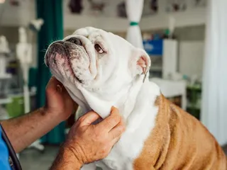 What Does a Bulldog’s Skull Look Like? Vet-Verified Effects of Unethical Breeding