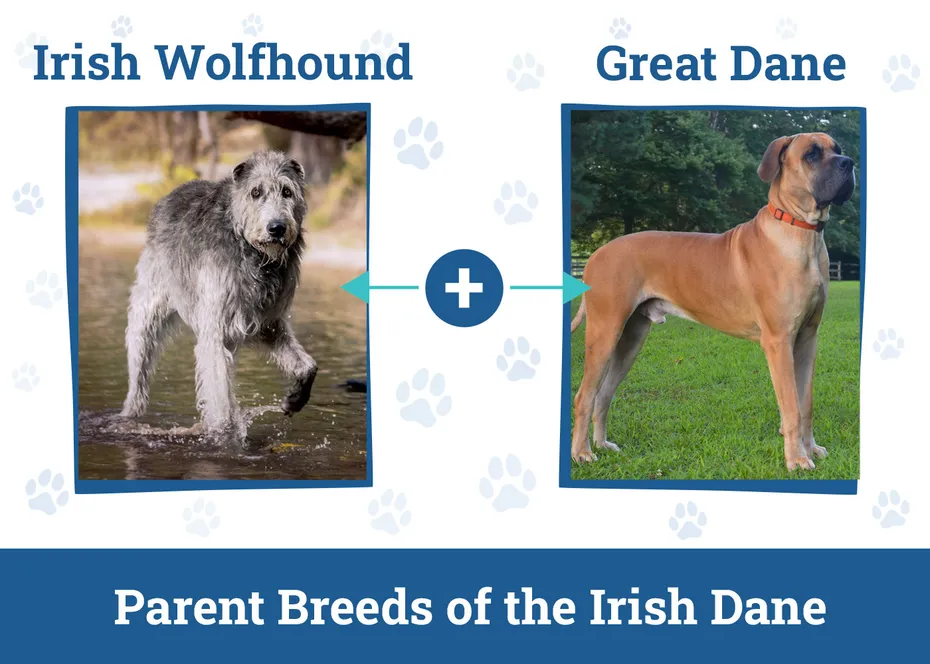 Parent Breeds of the Irish Dane