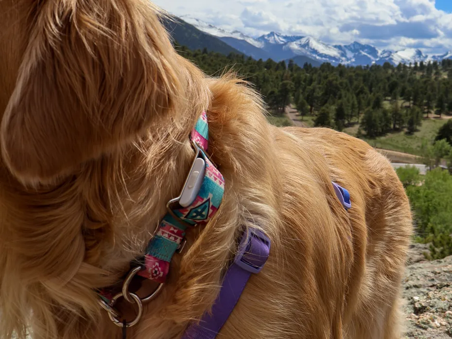 Golden retriever wearing a patterned collar against mountain scenery