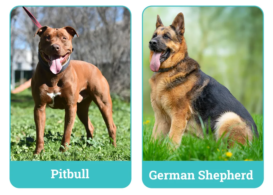 Pitbull vs German Shepherd