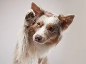 Why Do Dogs Lift One Paw? 6 Vet-Verified Reasons