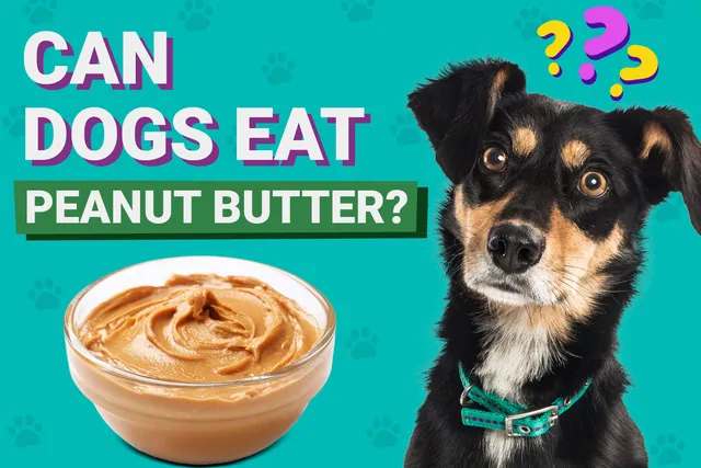 Can Dogs Eat Peanut Butter? Is It Good for Them? Vet-Reviewed Health Facts