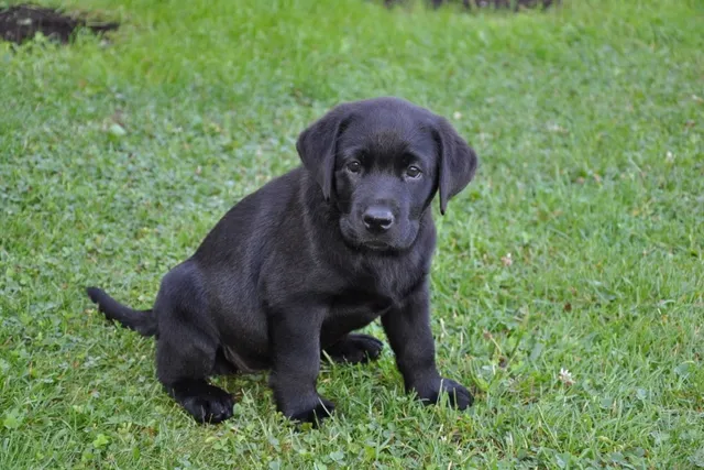 Labrador Retriever Puppies for Sale in Mississippi: Breeders List 2026